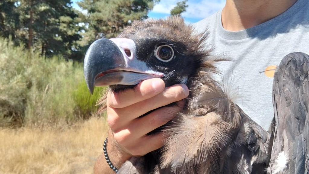 La Sierra de la Demanda celebra la gran Fiesta del Buitre Negro con liberaciones y marcajes