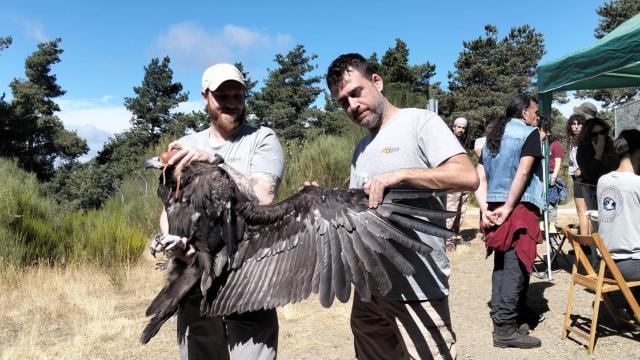 La Sierra de la Demanda celebra la gran Fiesta del Buitre Negro con liberaciones y marcajes