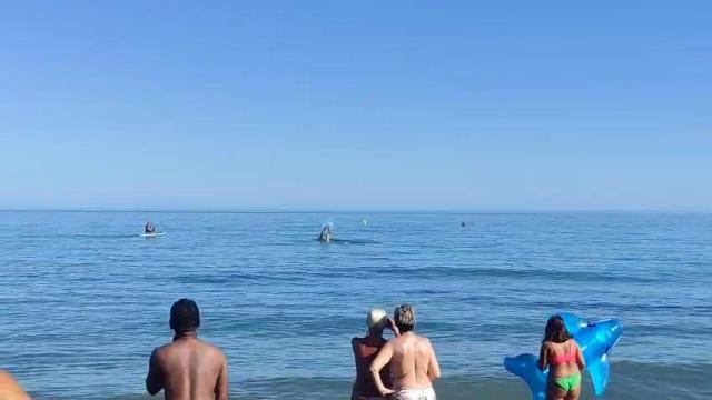 Un delfín sorprende a los bañistas en la Playa de la Misericordia de Málaga