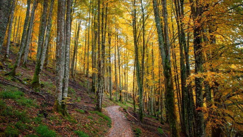 Bosque Irati en Navarra, España.