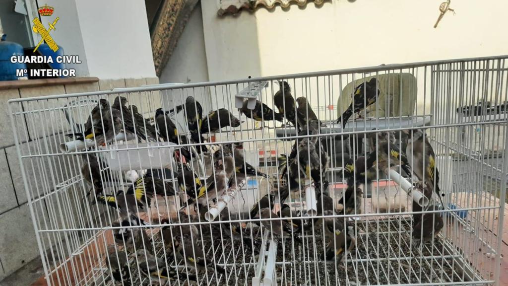 Algunos de los pájaros recuperados por la Guardia Civil.