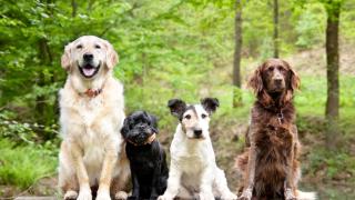 Perros sentados en un bosque.