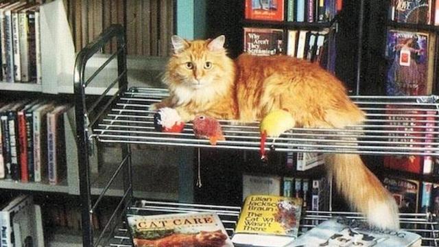 Dewey Readmore Books, el gato que vivía en una biblioteca.