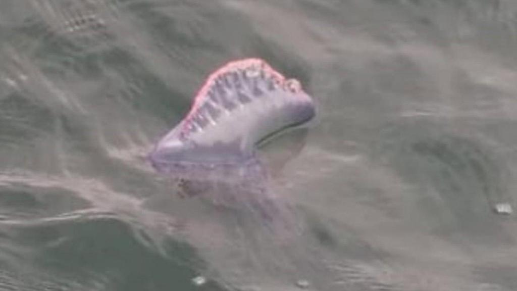 Carabela en las playas de Sanxenxo