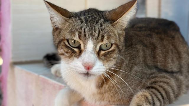 Simba, gato abandonado en Alicante