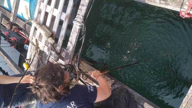 Proyecto BATEAS liderado por la Xunta para ampliar el conocimiento sobre los condicionantes que afectan a la producción de mejillón en las rías gallegas