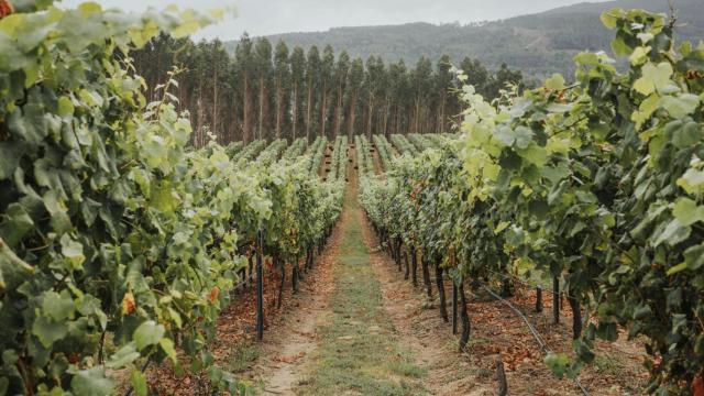 Viñedo de Pé Redondo