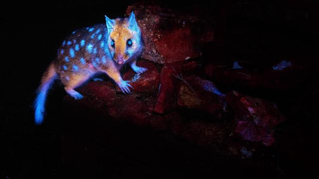 El quoll oriental capturado en condición de bioluminiscencia por el fotógrafo Ben Alldridge.