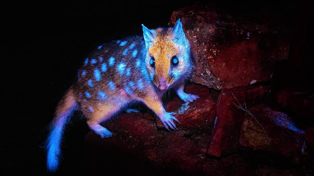 El quoll oriental capturado en condición de bioluminiscencia por el fotógrafo Ben Alldridge.