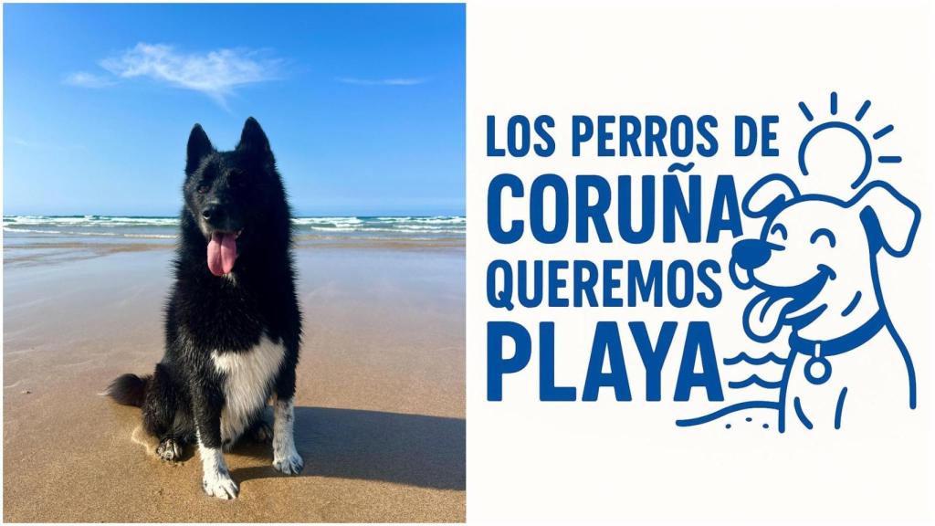 Imagen de unos perros de la campaña.