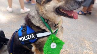 Rex, el perro con discapacidad, adoptado por la policía de Turín.
