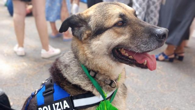 Rex, el perro con discapacidad, adoptado por la policía de Roma.