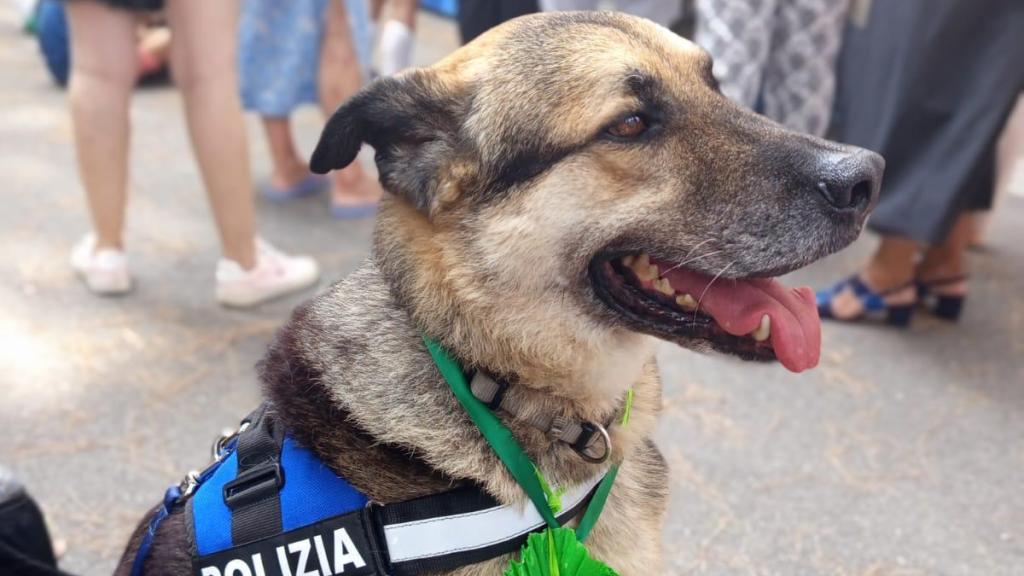 Rex, el perro con discapacidad, adoptado por la policía de Roma.