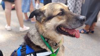 Rex, el perro con discapacidad, adoptado por la policía de Turín.