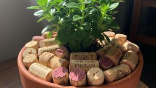 Imagen de una planta con corchos creada con Gemini.