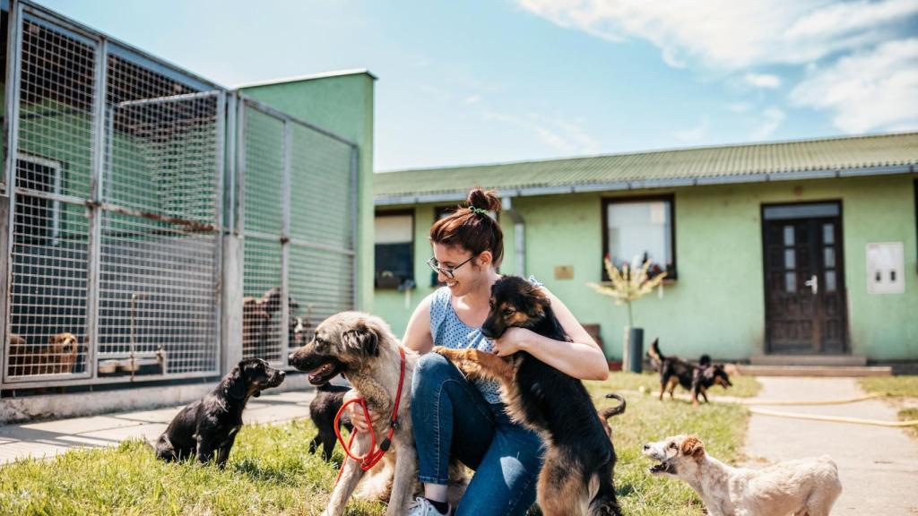 Una chica con muchos perros en un refugio.