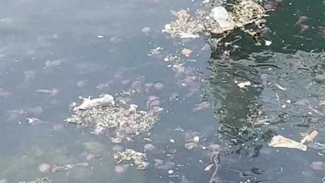 Medusas en el dique de abrigo de A Coruña.