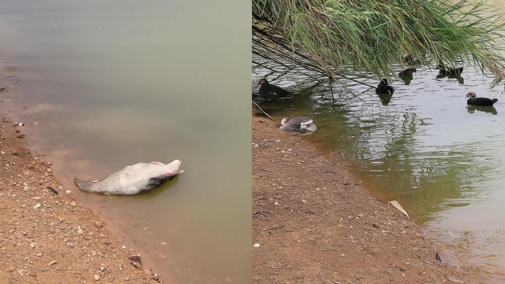 Gansos muertos en la laguna del Parque del Tamarguillo en Sevilla.