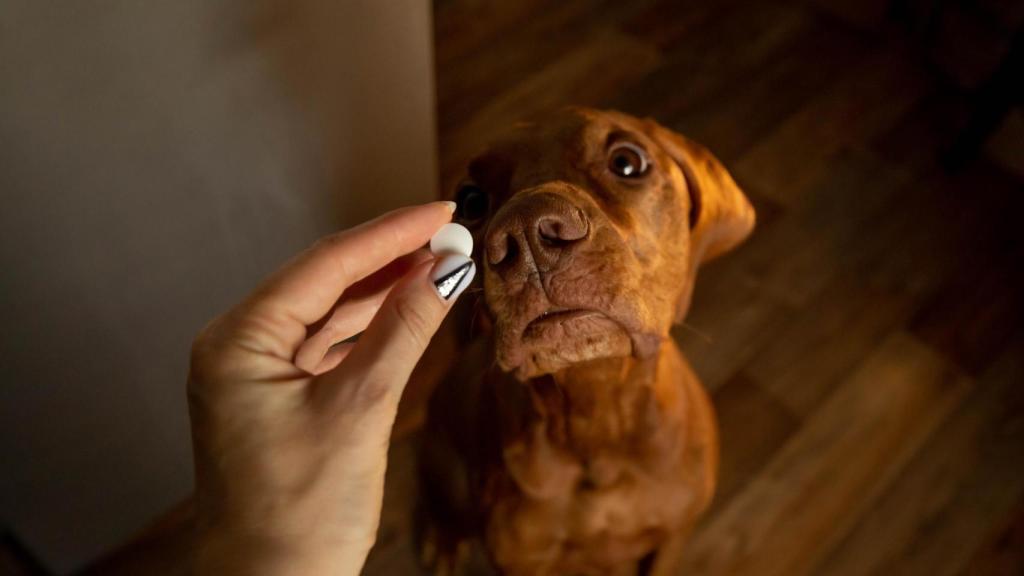 Imagen de un perro tomando medicamentos.