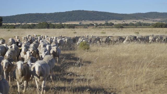 Explotación ganadera. Foto: ASAJA Ciudad Real.
