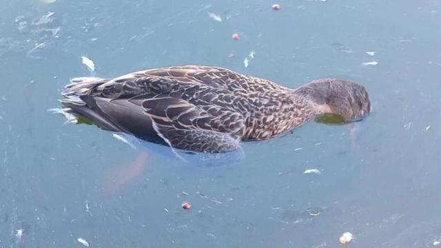 Un ave muerta en el Parque del Oeste.