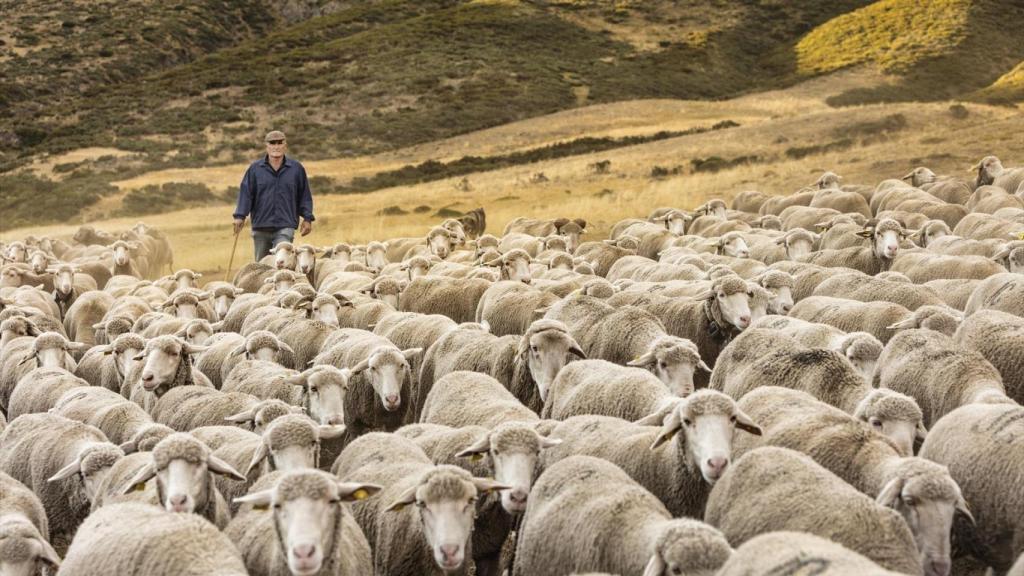 Un pastor con su rebaño.