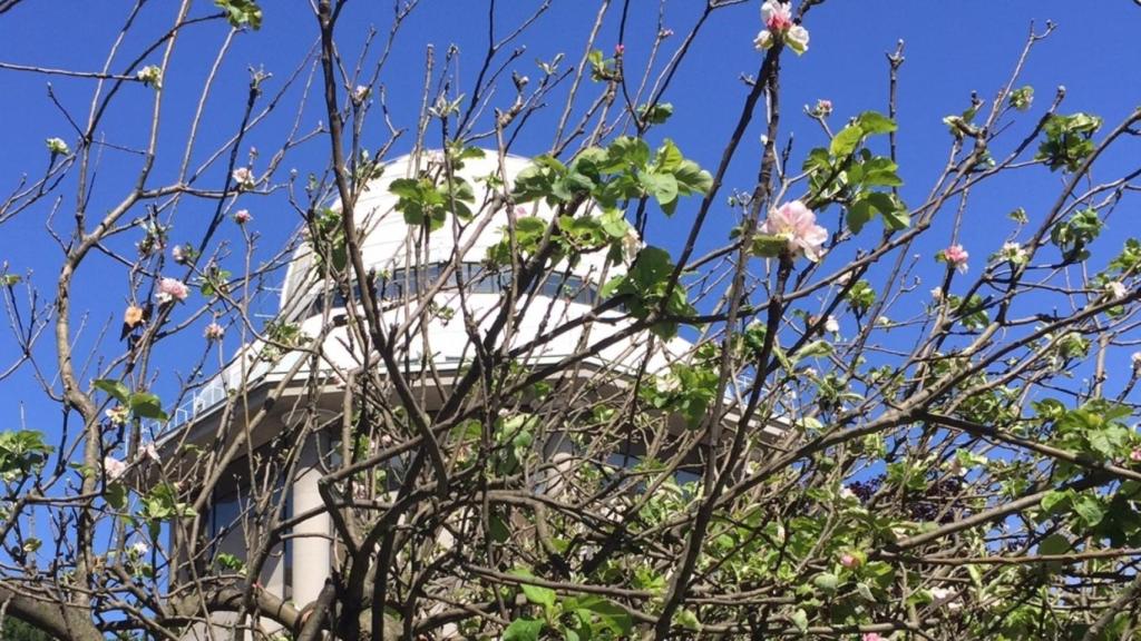 El manzano de Newton en flor frente a la Casa de las Ciencias de A Coruña.