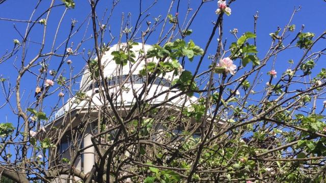 El manzano de Newton en flor frente a la Casa de las Ciencias de A Coruña.
