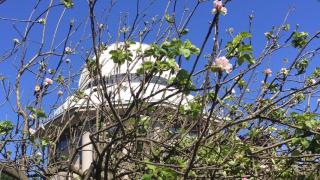 El manzano de Newton en flor frente a la Casa de las Ciencias de A Coruña.