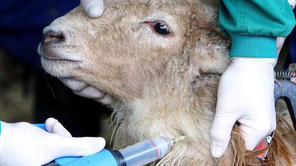 Vacunación de una oveja frente a la lengua azul.