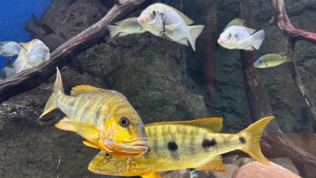 El Acuario tiene cerca de 6.000 ejemplares de 350 especies.