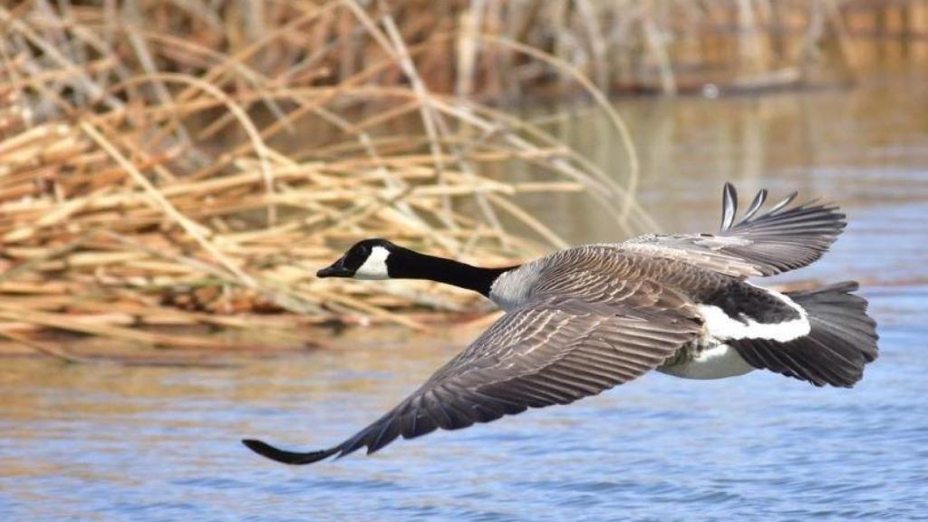Imagen de archivo de un ganso en pleno vuelo.