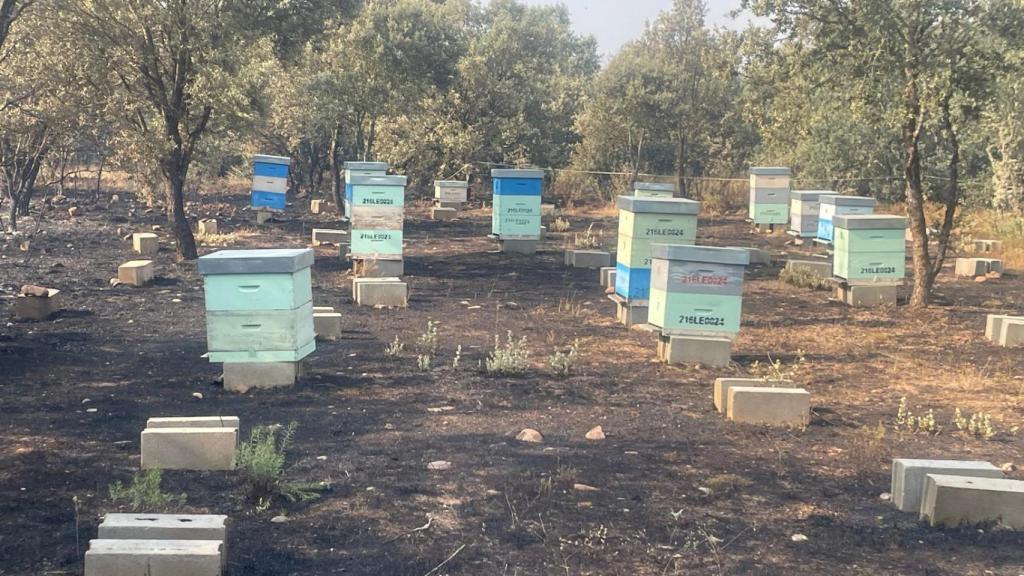 Colmeneras arrasadas por el incendio en el campo leonés