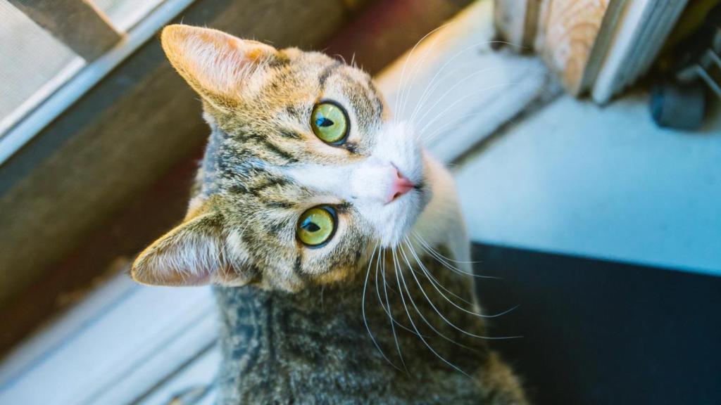 Un gato mirando hacia la cámara.