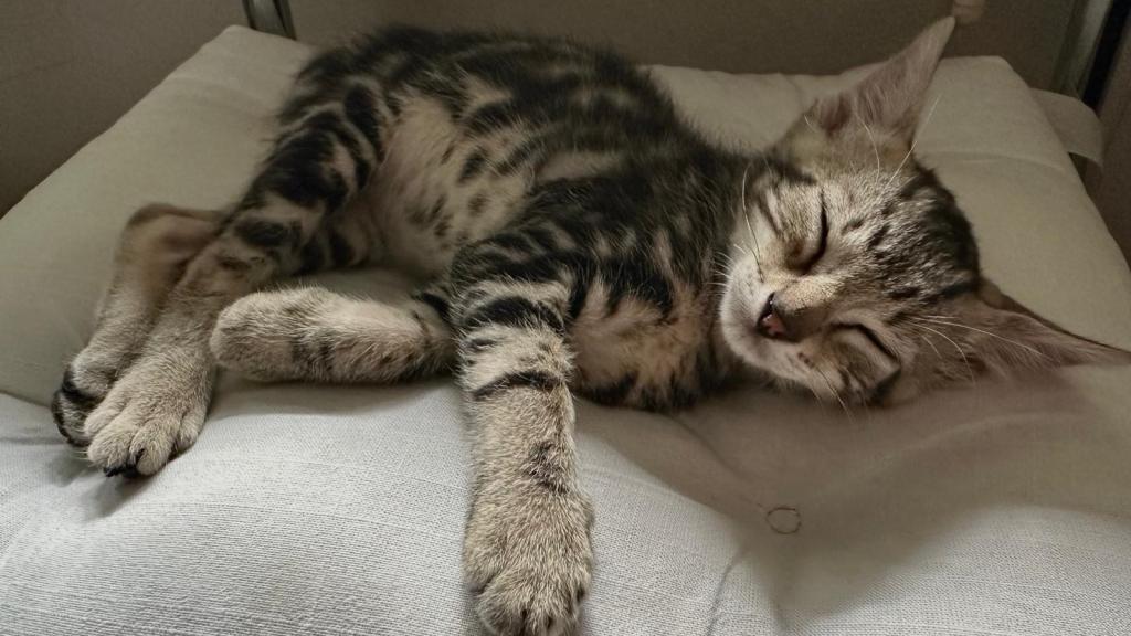 Imagen de un gato dormido.