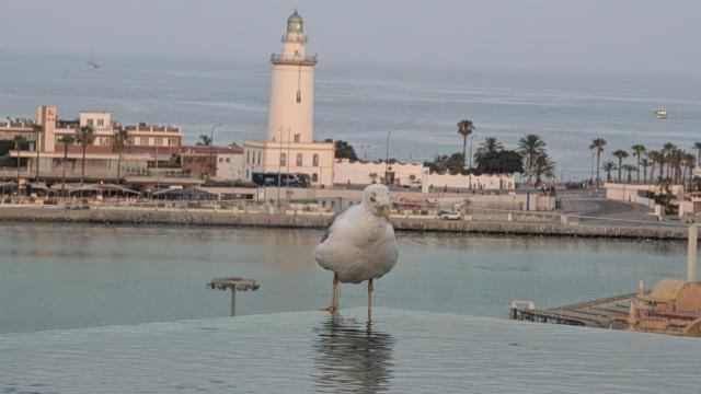 Una gaviota.