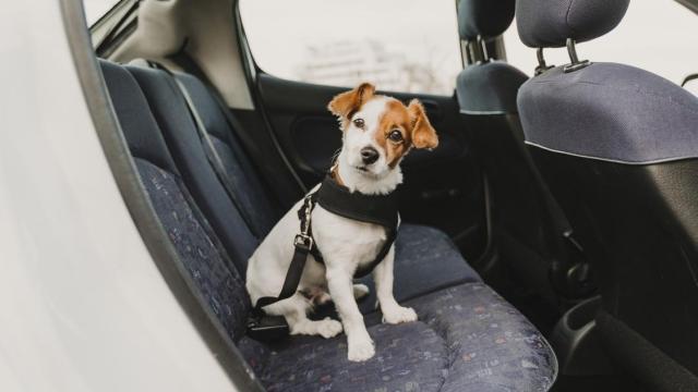 Un perro atado dentro de un coche.