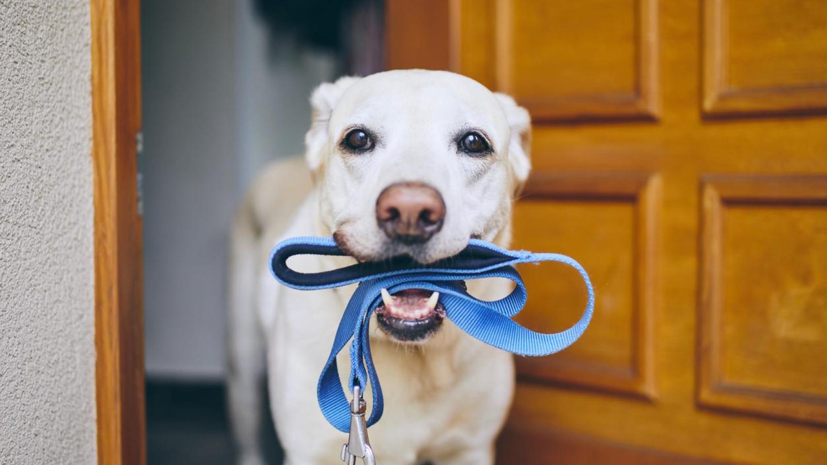 Un perro con una correa en la boca delante de una puerta.
