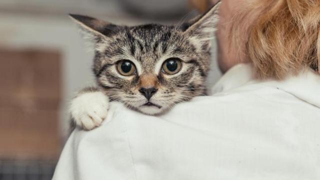Un gato encima de la espalda de una veterinaria.