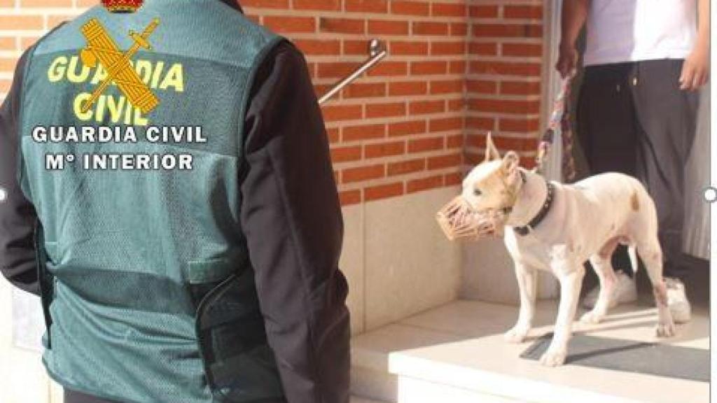 El perro raza american stafforshire terrier que realizó el ataque