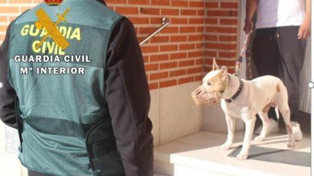 El perro raza american stafforshire terrier que realizó el ataque
