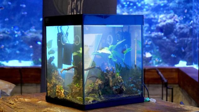 Uno de los acuarios que se instalarán en los colegios de Fuengirola.