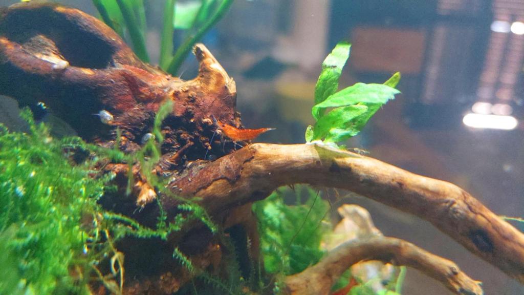 Una gamba en el acuario.