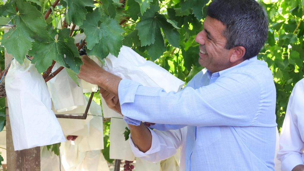 Carlos Mazón este jueves en Alicante con la uva embolsada del Vinalopó.