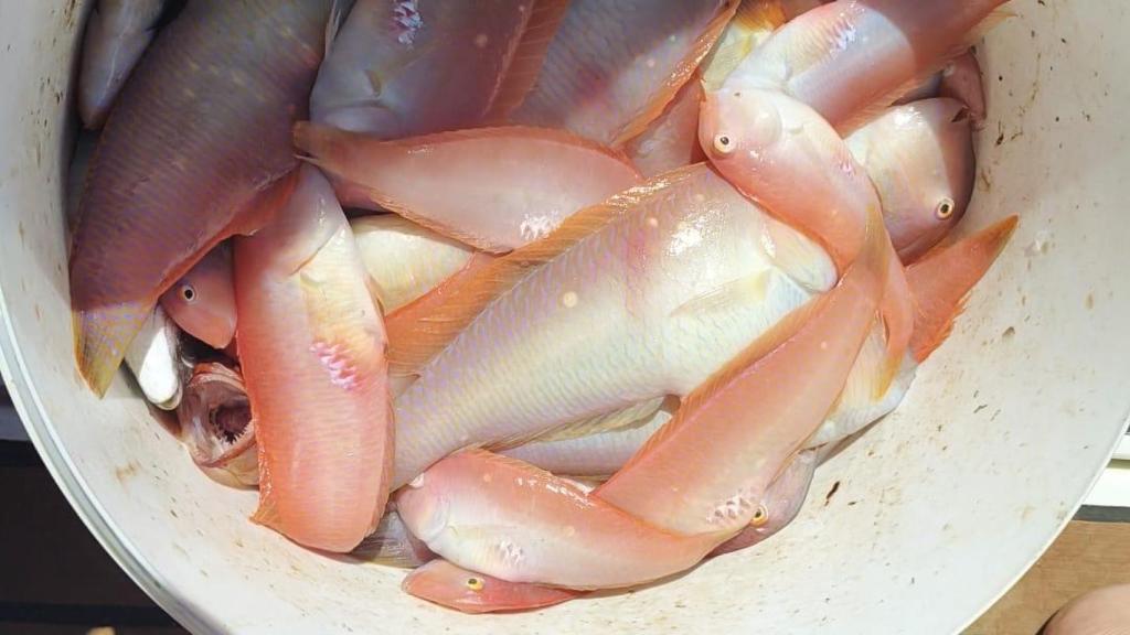 El pescado más famoso del Mediterráneo que nace hembra, muere macho y cuesta 100 € el kilo: los chefs se lo rifan