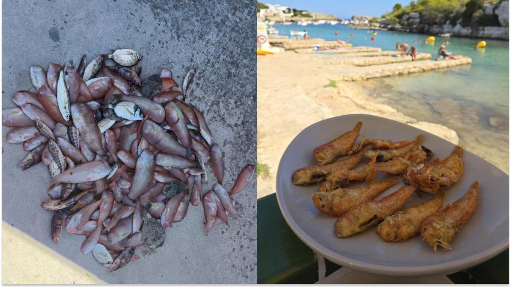 Los loritos que prepara fritos Mankel en Xuroy.
