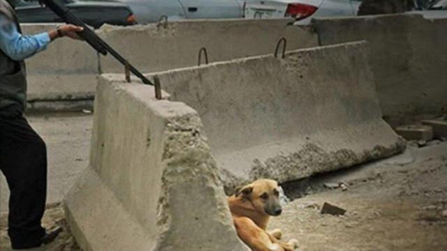 Imagen de la ejecución de un perro callejero en Marruecos.