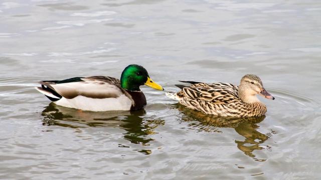 Imagen de archivo de patos en una laguna.