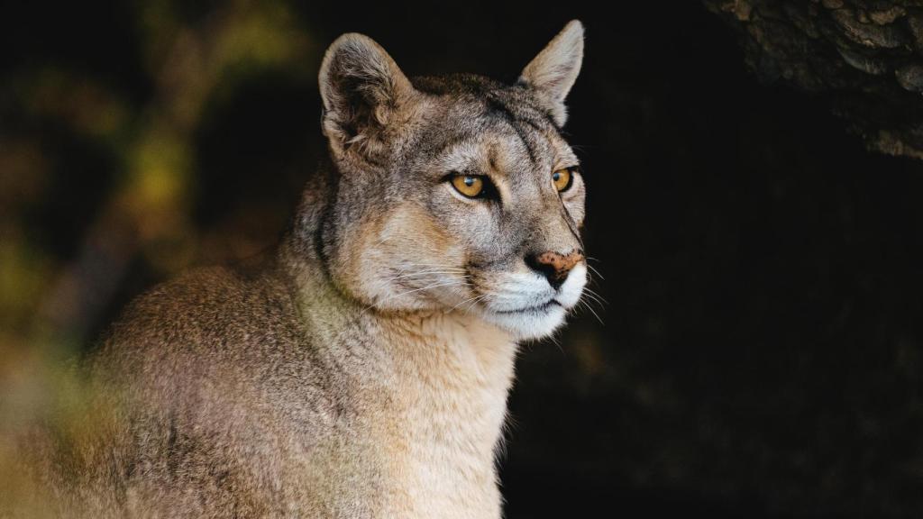 Un puma en libertad.