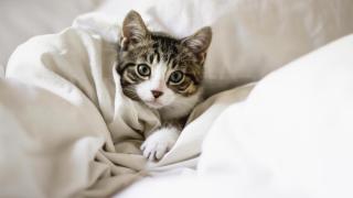 Un gato entre las mantas de una cama.